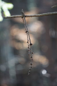 Close-up of frozen plant