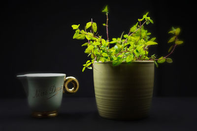 Close-up of potted plant on table against black background