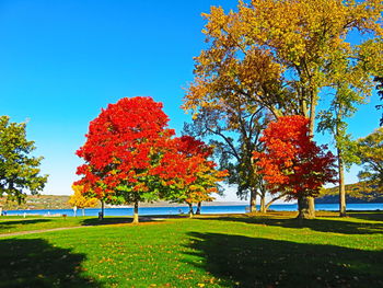 Autumn trees against clear blue sky