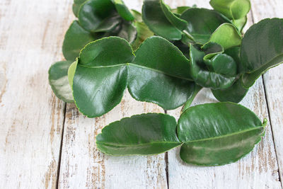 High angle view of green leaves on table