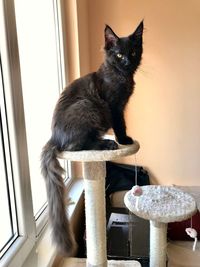 Portrait of cat sitting on table at home