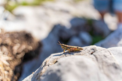 Close-up of lizard on rock