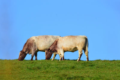 Cattle grazing in a field against bright blue sky 