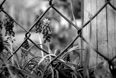 Close-up of chainlink fence