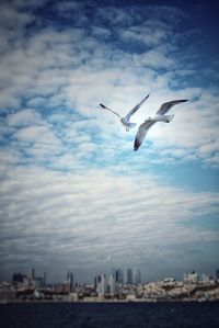 Low angle view of seagulls flying over city