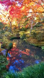 Reflection of trees in water