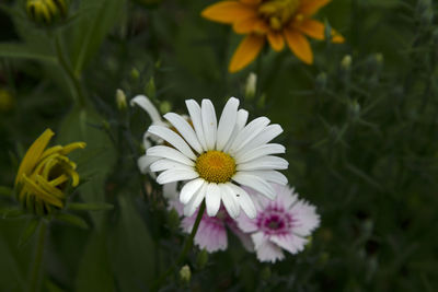 Close-up of white daisy flower on field