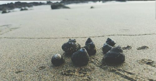 Close-up of ball on sand