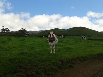 Cows grazing on grassy field against cloudy sky