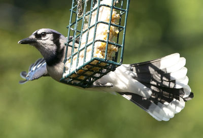 Bluejay flies past a suet bird feeder.