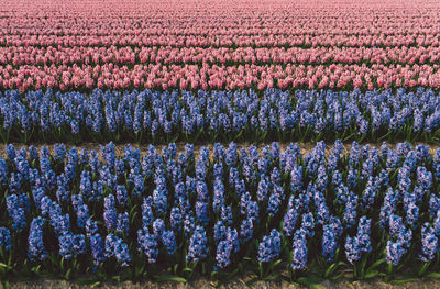 Purple flowering plants on field