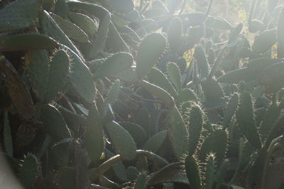 Close-up of succulent plant on field