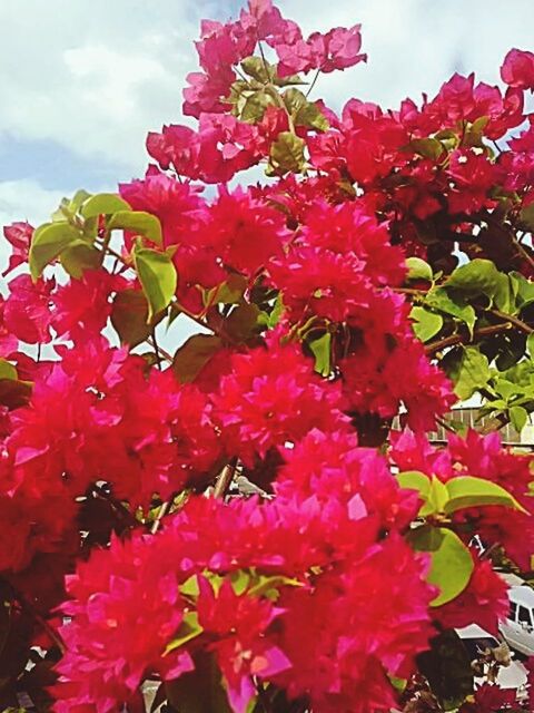 flower, freshness, fragility, growth, beauty in nature, pink color, petal, blooming, sky, nature, red, flower head, low angle view, blossom, in bloom, plant, pink, springtime, tree, day