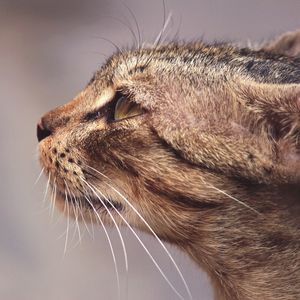 Close-up of cat