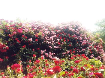 Close-up of red flowers against trees