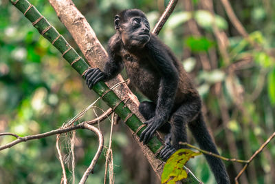 Close-up of monkey on tree branch