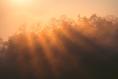 Low angle view of sunlight streaming through trees during sunset