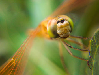 Close-up of spider on leaf