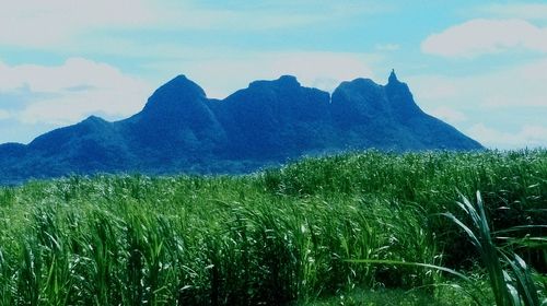 Scenic view of agricultural field against sky