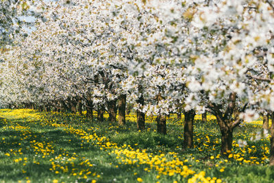 Close-up of flowering plants on field