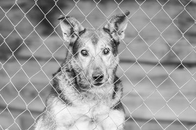 Portrait of dog on fence
