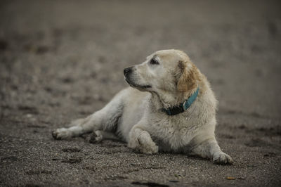 Dog looking away while sitting on sand