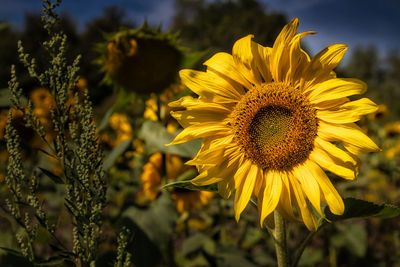 Close-up of sunflower on field