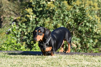 Portrait of black dog sitting on grass