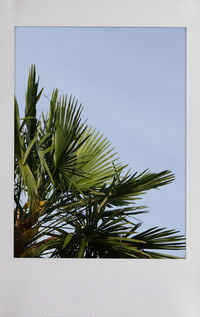 palm tree