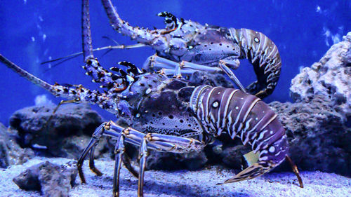 Close-up of lobsters in aquarium