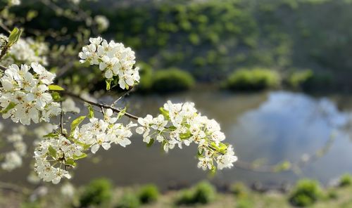 Close-up of white flowering plant