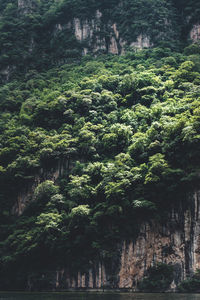 Trees growing in forest