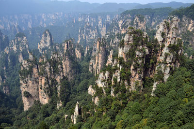 High angle view of pine trees in forest