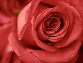 Close-up of red rose