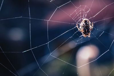 Close-up of spider web