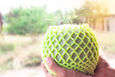 Close-up of hand holding fruit