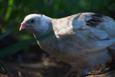 Close-up of a bird