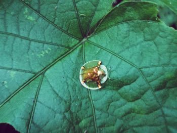 High angle view of crab on leaf