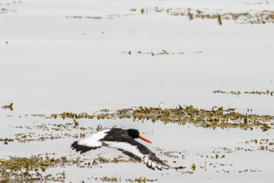 Birds flying over lake