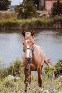 Portrait of horse in lake