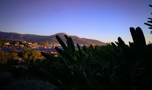 Close-up of plants on landscape against clear sky