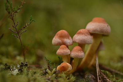 fungus