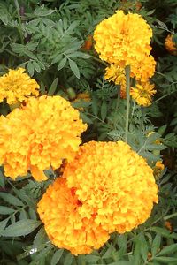 High angle view of orange marigold flowers