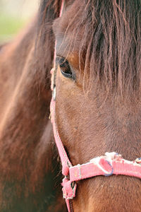 Close-up of horse