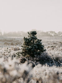 Scenic view of small christmas tree against clear sky