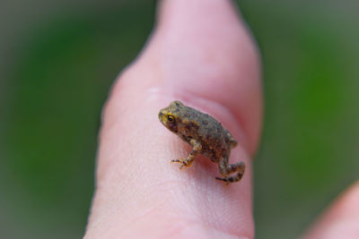 Close-up of hand holding baby frog
