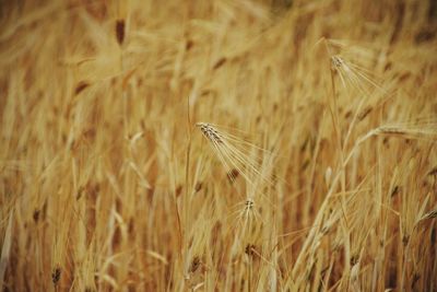 Close-up of wheat field