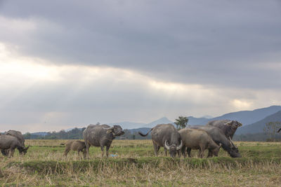 Buffalo grazing on field against sky