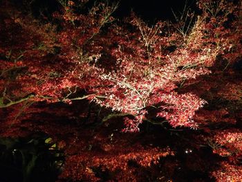 Trees against sky at night