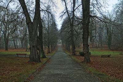 Empty road amidst bare trees on field